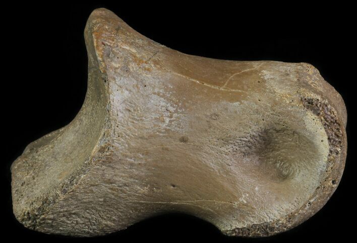 Struthiomimus Toe Bone - Montana #66452